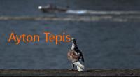 Ayton Tepis Kritik, Tebar Ancaman Serius