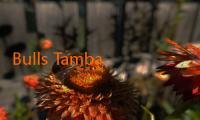 Bulls Tambah Armada Via Draft, Fokus Kawamura