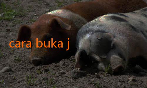 cara buka jalalive-Bali United Siapkan Paket Pemulihan Cedera untuk Pemain Utama
